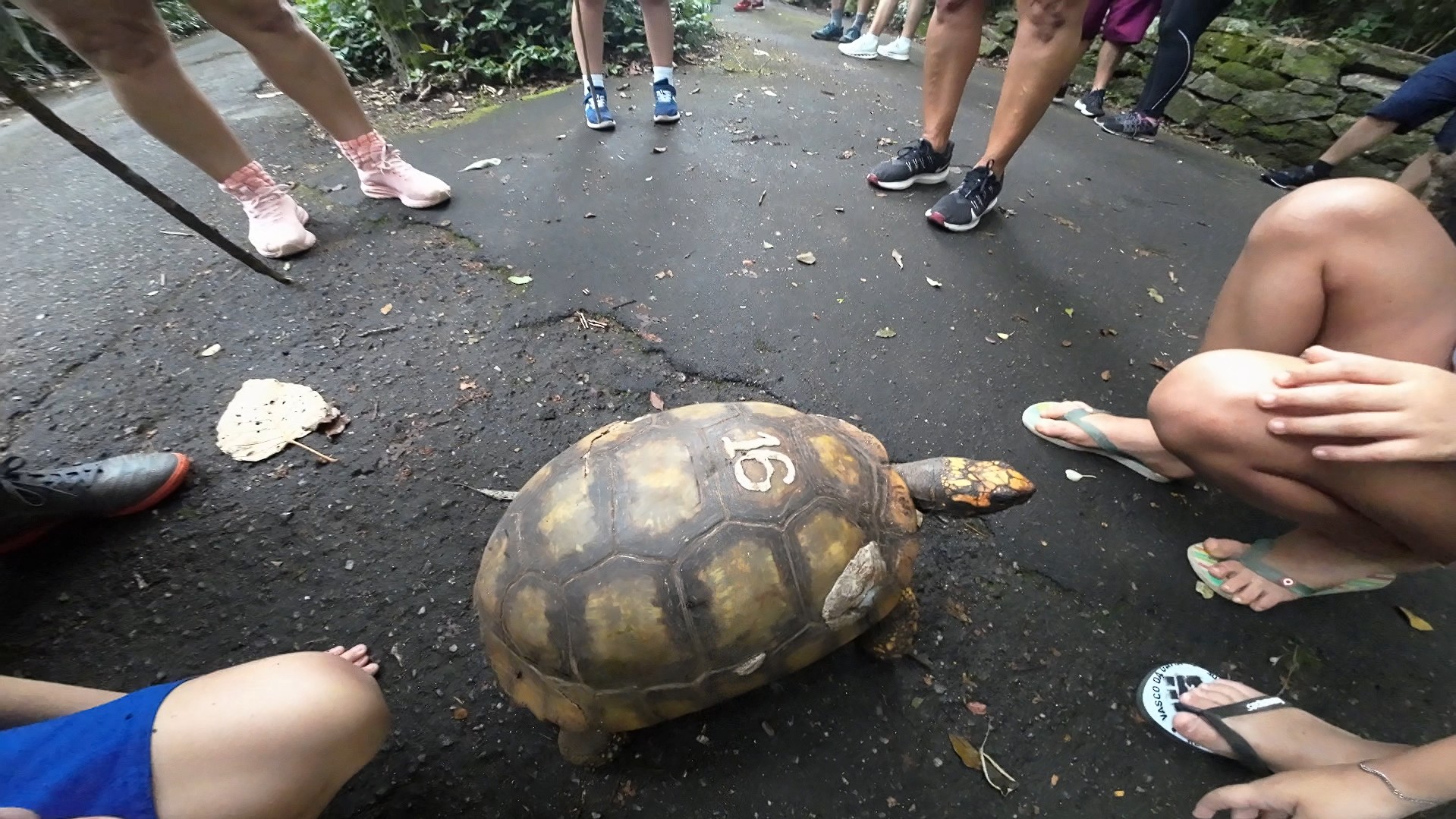 foto de jabuti floresta encantada destinosdorio fauna