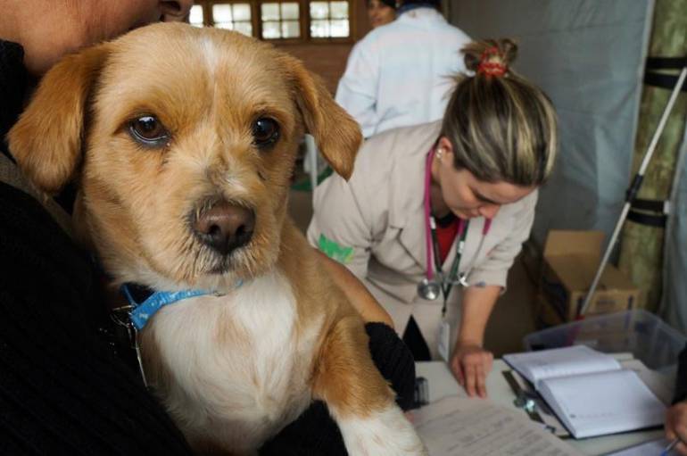 Cidade de Petrópolis cuidando de seus animais