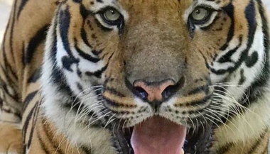 BNDES aprova R$ 51,3 milh&otilde;es  para a reestrutura&ccedil;&atilde;o e moderniza&ccedil;&atilde;o do zool&oacute;gico do Rio de Janeiro