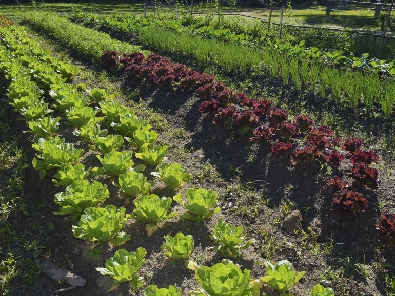 Secretaria de Agricultura e Pesca realiza a primeira colheita no Horto Municipal em Mangaratiba