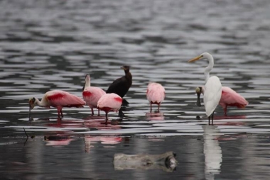 Colhereiros, Biguá e Garça dividindo o mesmo espaço na Lagoa