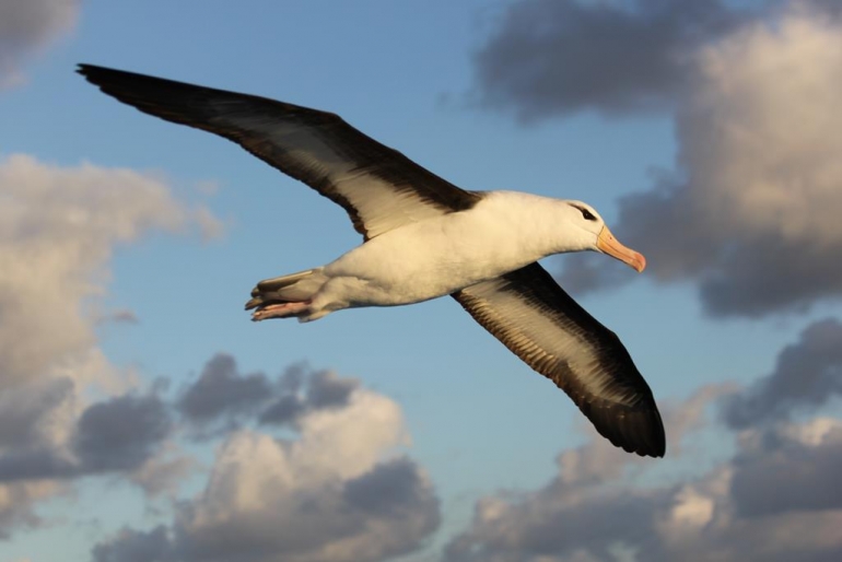 Projeto Albatroz e ICMBio assinam acordo para coordenação compartilhada de plano nacional de conservação de aves marinhas