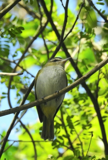 Mais de 40 esp&eacute;cies de aves foram registradas no Parque Natural Municipal Morro Dois Irm&atilde;os neste fim de semana