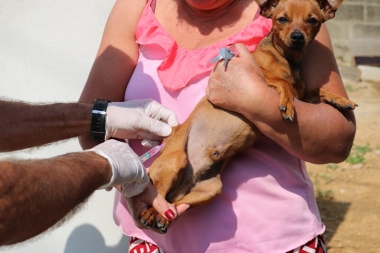 Vacina antirr&aacute;bica: postos fixos da campanha atendem neste s&aacute;bado