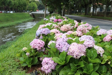 Petr&oacute;polis volta a exibir as hort&ecirc;nsias, um dos s&iacute;mbolos da cidade imperial