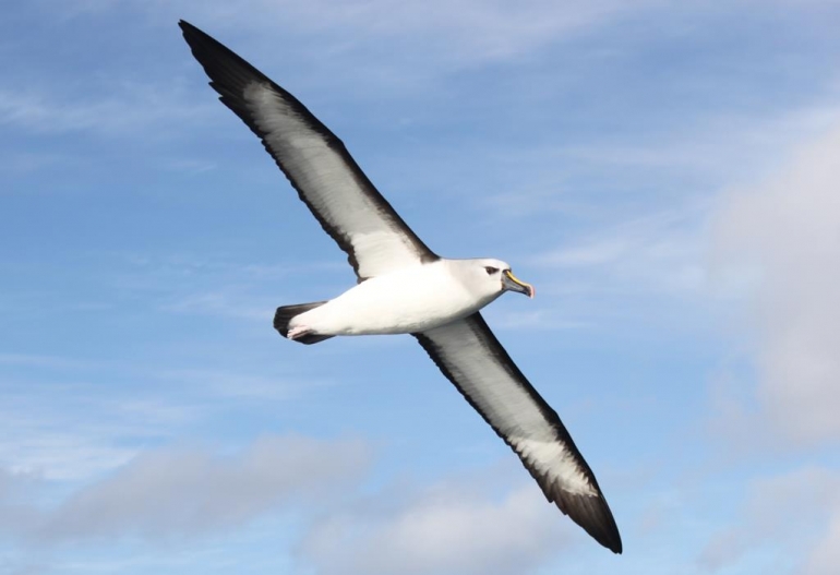 Projeto Albatroz lança pedra fundamental dando marco ao início da construção do Centro Albatroz em Cabo Frio