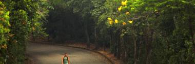 Paineiras 'O Calçadão' da Floresta da Tijuca.