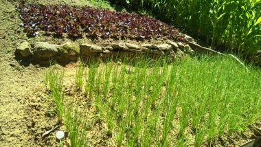 Hortas do Centro POP e do NIS s&atilde;o incentivo para usu&aacute;rios em Petr&oacute;polis