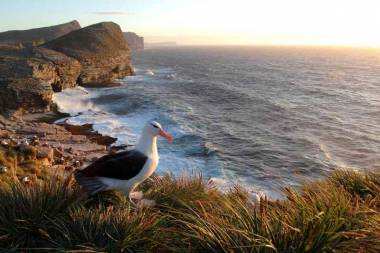Projeto Albatroz: Descubra onde e como avistar albatrozes e petr&eacute;is no litoral brasileiro